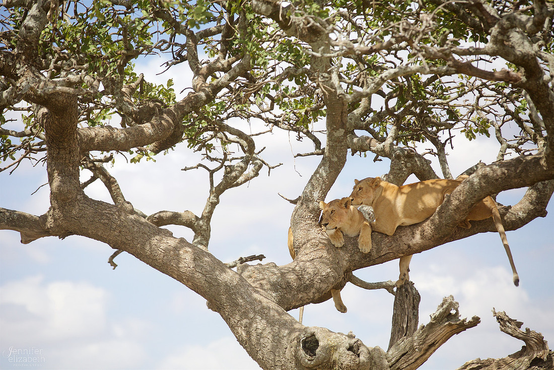 Tanzania and Victoria Falls Travel Photography