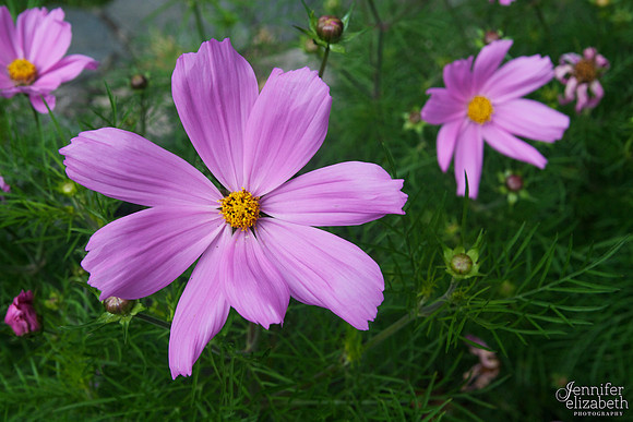 Cosmos Flowers in Dublin, Ireland