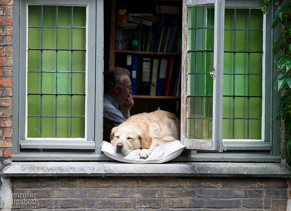Dog in Window in Bruges, Belgium