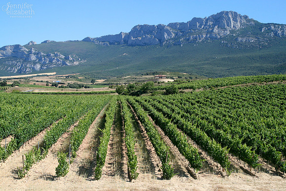 Vineyard in La Rioja, Spain