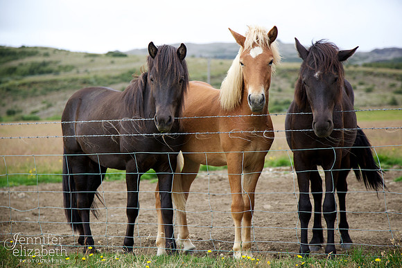 Icelandic Horses near Reykjavík, Iceland