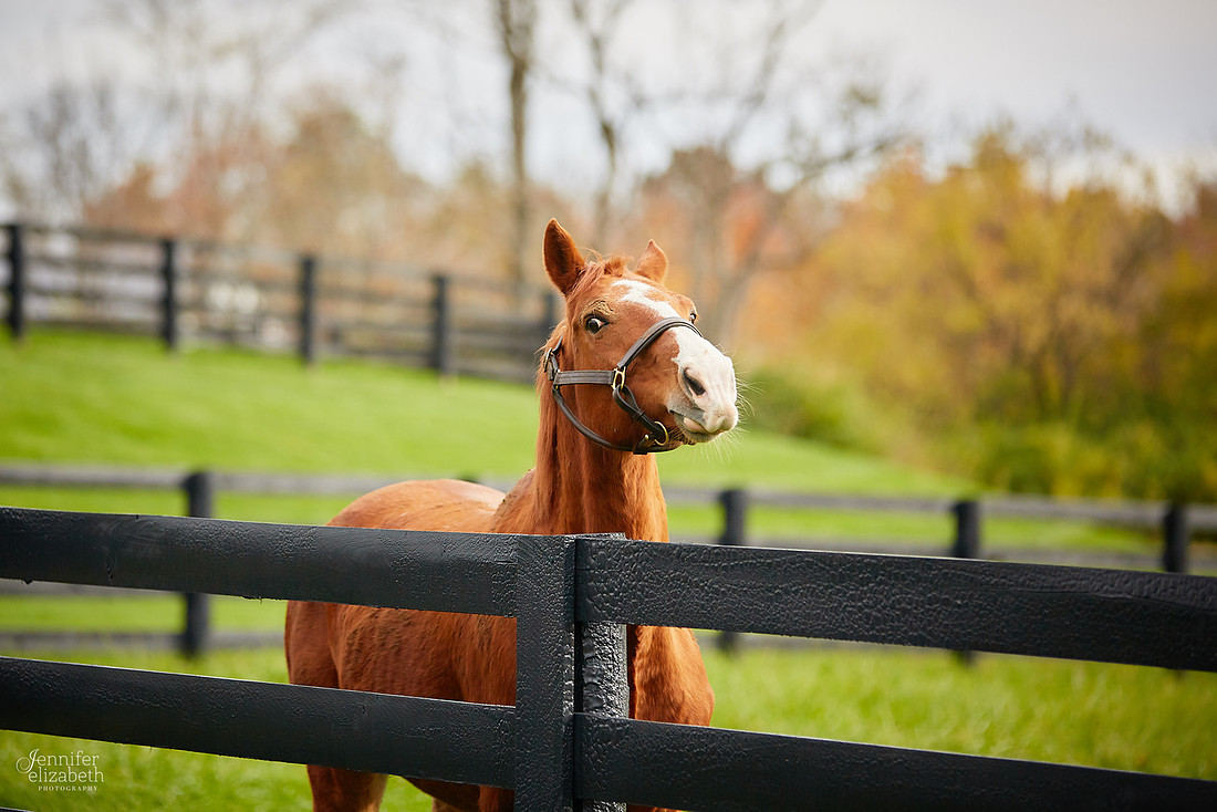 Emily & Colin: Wedding at Canopy Creek Farm in Miamisburg, Ohio