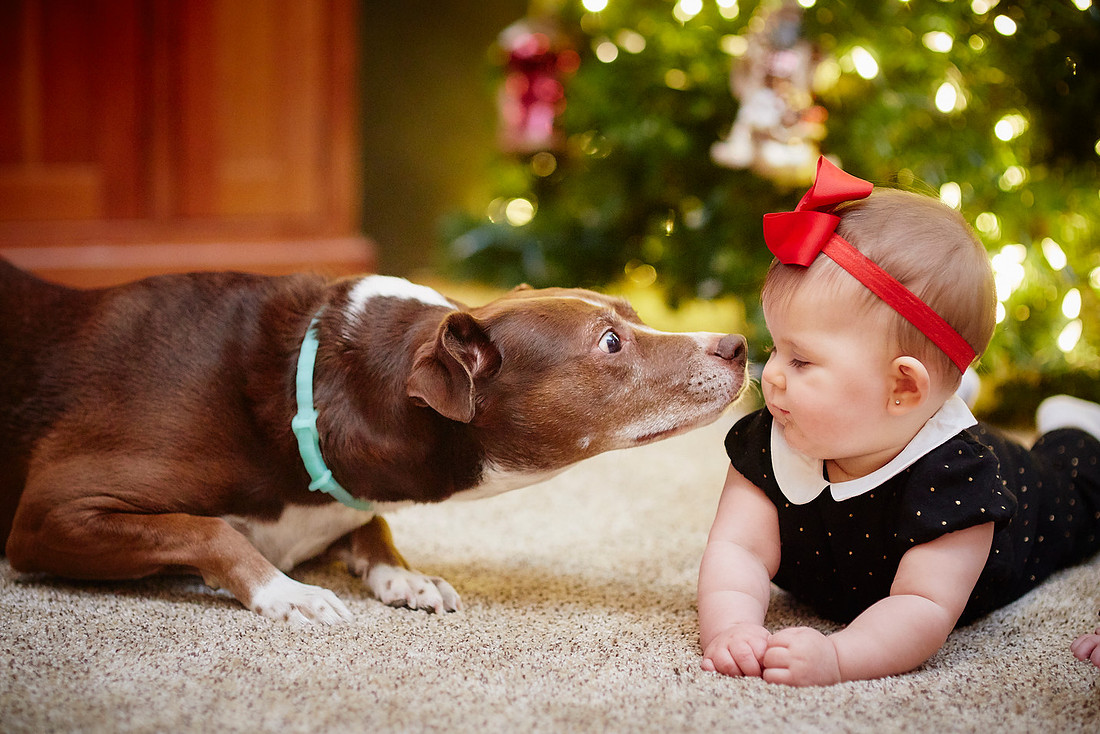 The T Family: Holiday Portrait Session in Walton Hills, Ohio