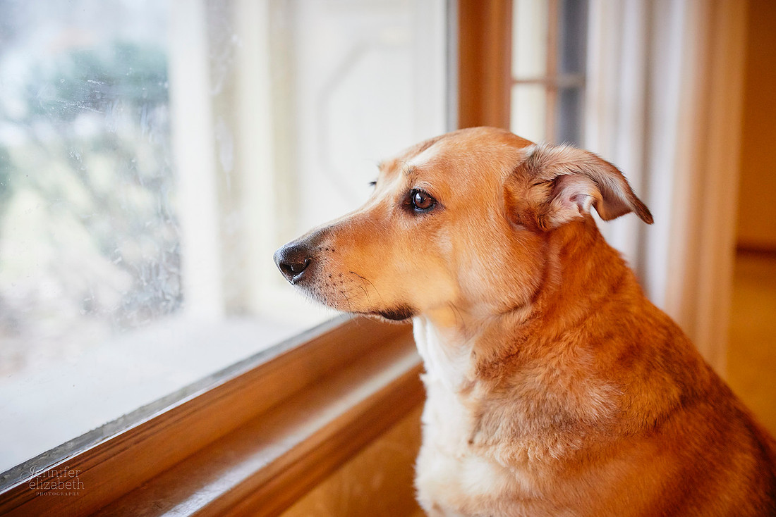 The C Family: Lifestyle Portrait Session in Brecksville