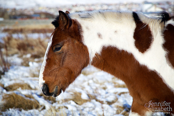 Criollo Horse in El Calafate, Argentina