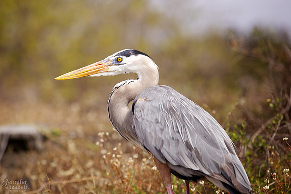 Great Blue Heron: Galápagos Islands, Ecuador