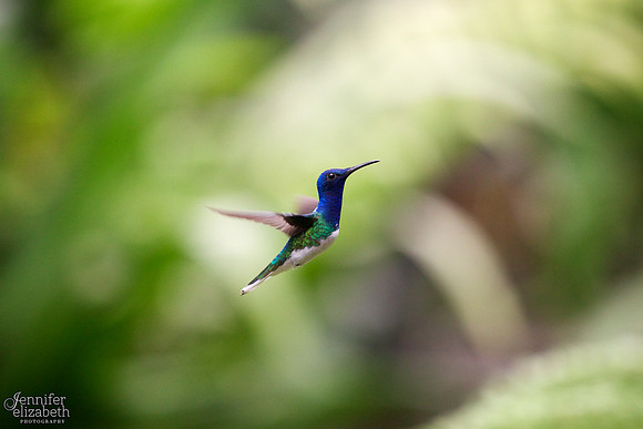 Hummingbird in Mindo, Ecuador