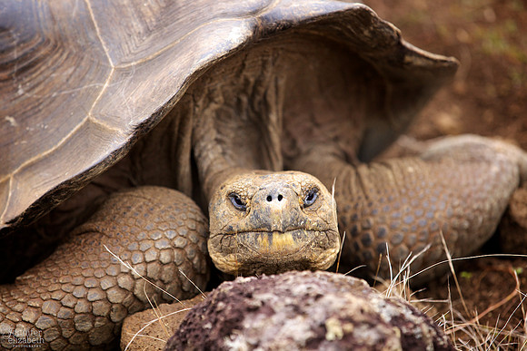 Giant Tortoise: Galápagos Islands
