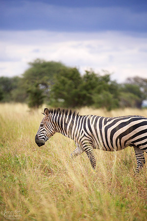 Tanzania and Victoria Falls Travel Photography