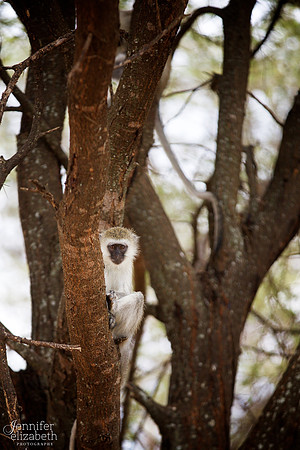 Tanzania and Victoria Falls Travel Photography