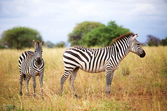 Tanzania and Victoria Falls Travel Photography