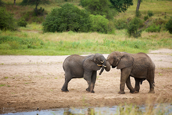 Tanzania and Victoria Falls Travel Photography