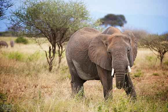 Tanzania and Victoria Falls Travel Photography