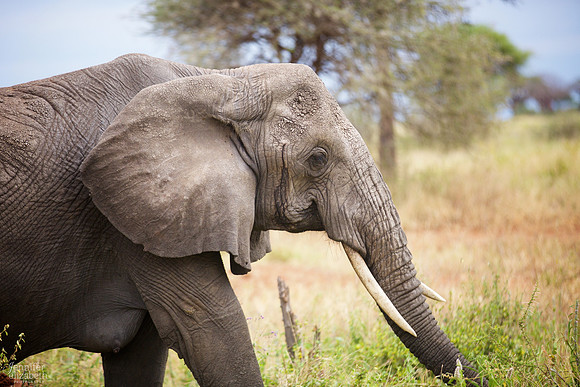 Tanzania and Victoria Falls Travel Photography