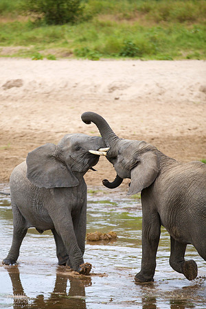 Tanzania and Victoria Falls Travel Photography