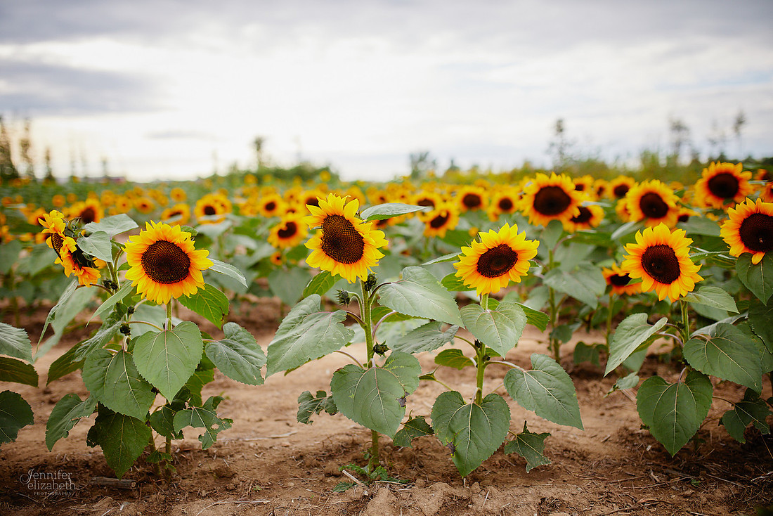 Sunflower Portrait Sessions at Maria's Field of Hope in Avon