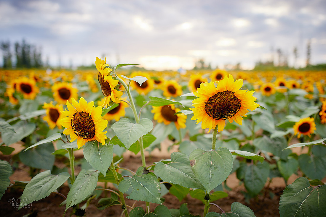 Sunflower Portrait Sessions at Maria's Field of Hope in Avon