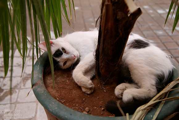 Cat in Marrakech, Morocco