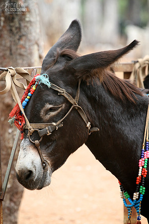 Donkey on Princes' Islands, Turkey