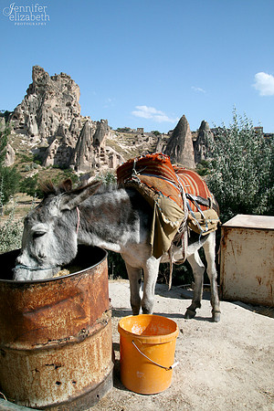 Donkey in Cappadocia, Turkey