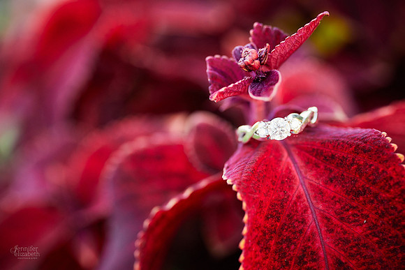 Meg & Tyler: Engagement Session at Boardman Park in Youngstown