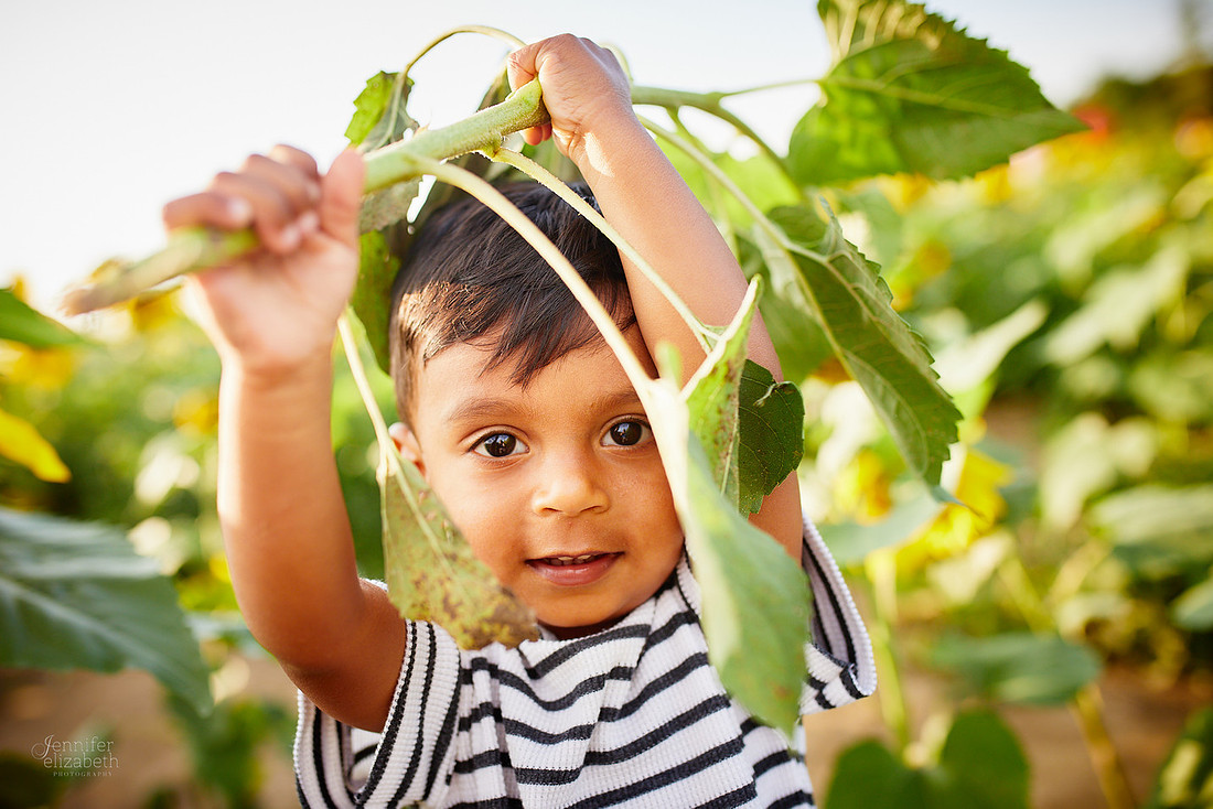 Sunflower Field Mini Sessions at Maria's Field of Hope