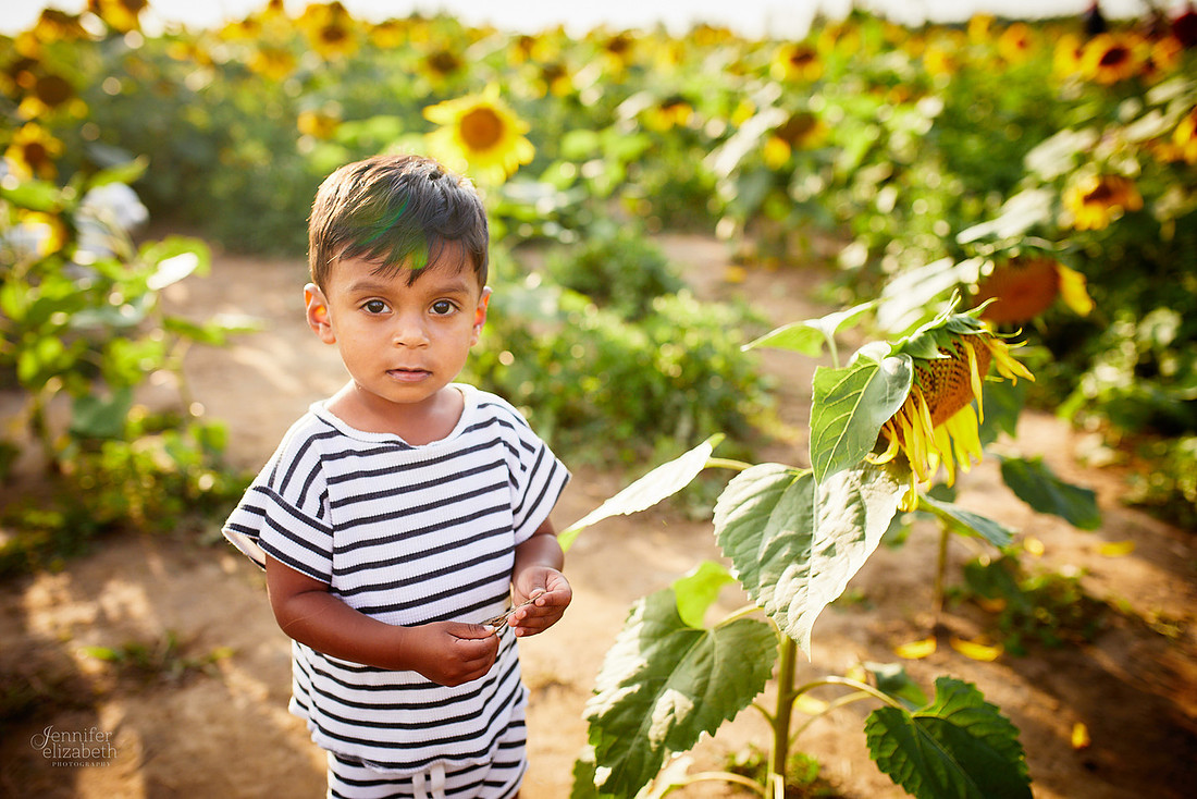 Sunflower Field Mini Sessions at Maria's Field of Hope