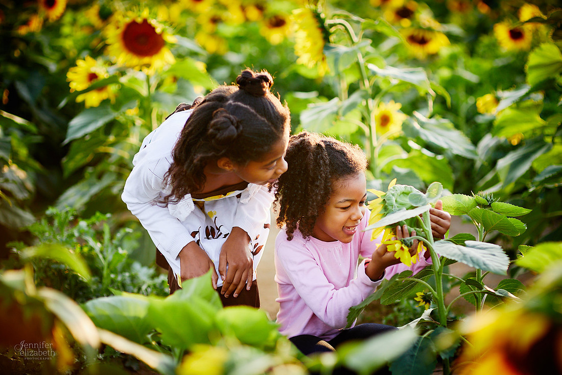 Sunflower Field Mini Sessions at Maria's Field of Hope