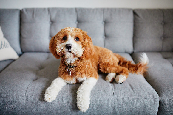 The S Family: Portrait Session in Columbus, Ohio