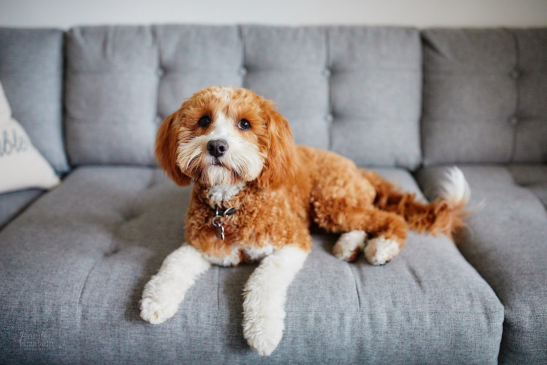 The S Family: Portrait Session in Columbus, Ohio
